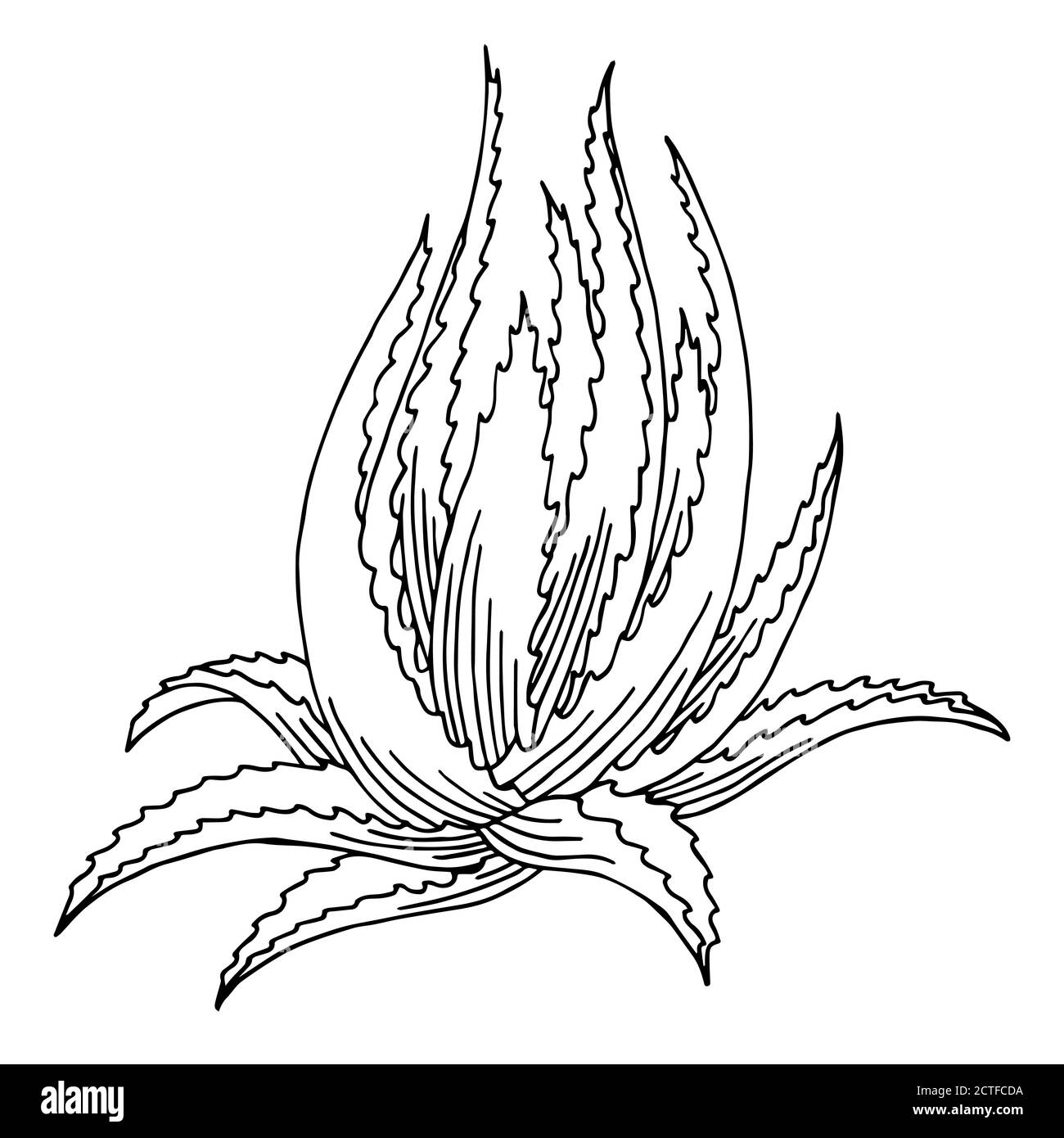 Aloe vera graphic art black white isolated illustration vector Stock Vector  Image & Art - Alamy