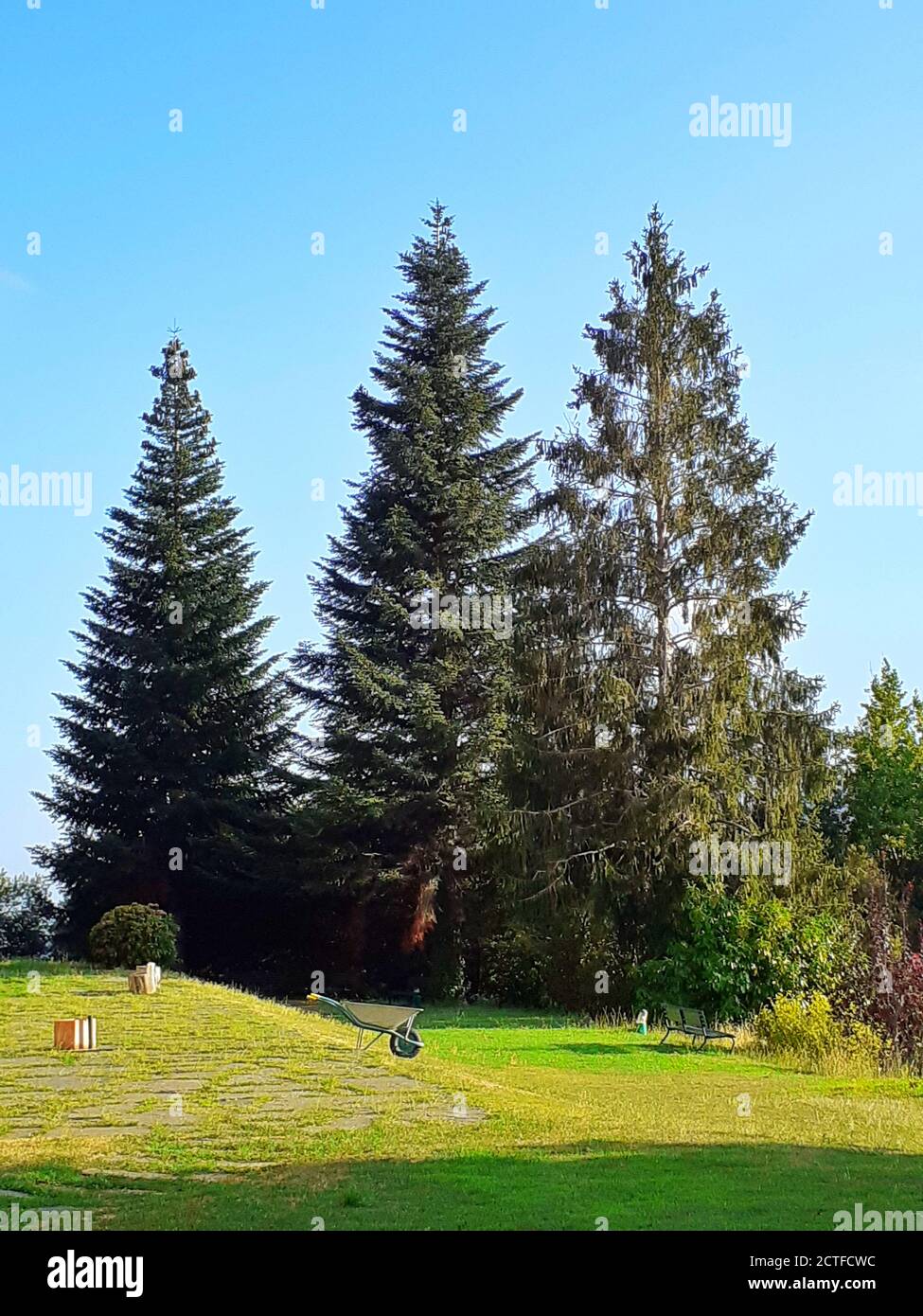 Green field fir tree hi-res stock photography and images - Alamy