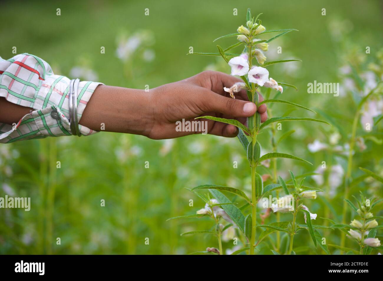 Male hand holding sesame plant against the background of a sesame field Stock Photo