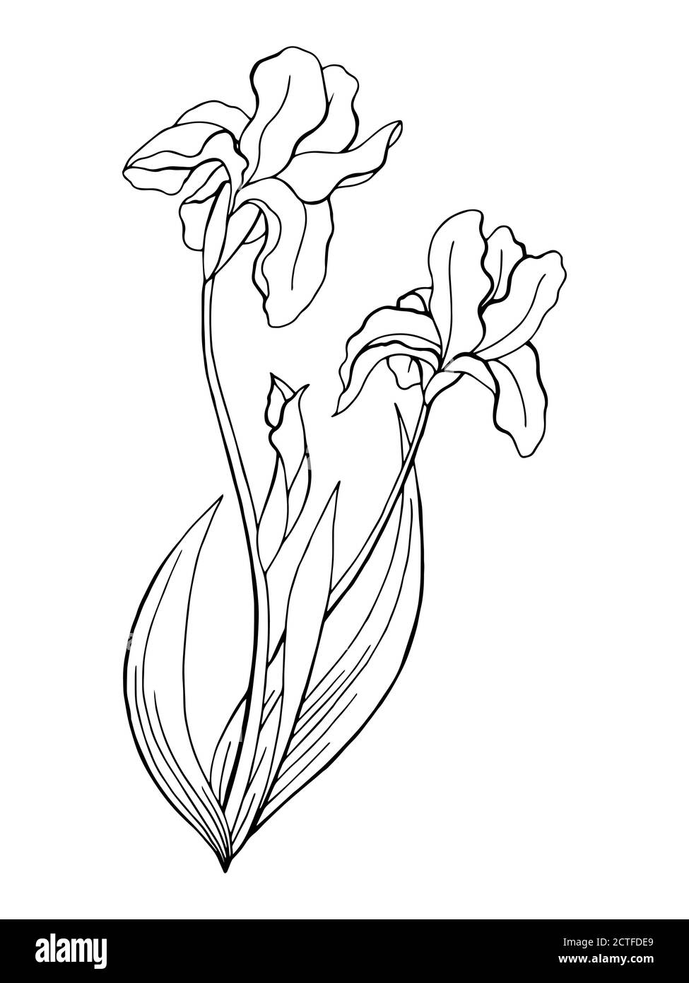 Iris flower graphic art black white isolated illustration vector Stock Vector