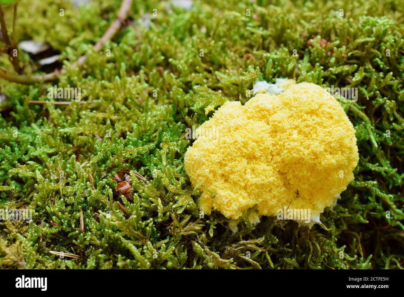 Fuligo septica is a species of plasmodial slime mold, and a member of the Myxomycetes class Stock Photo