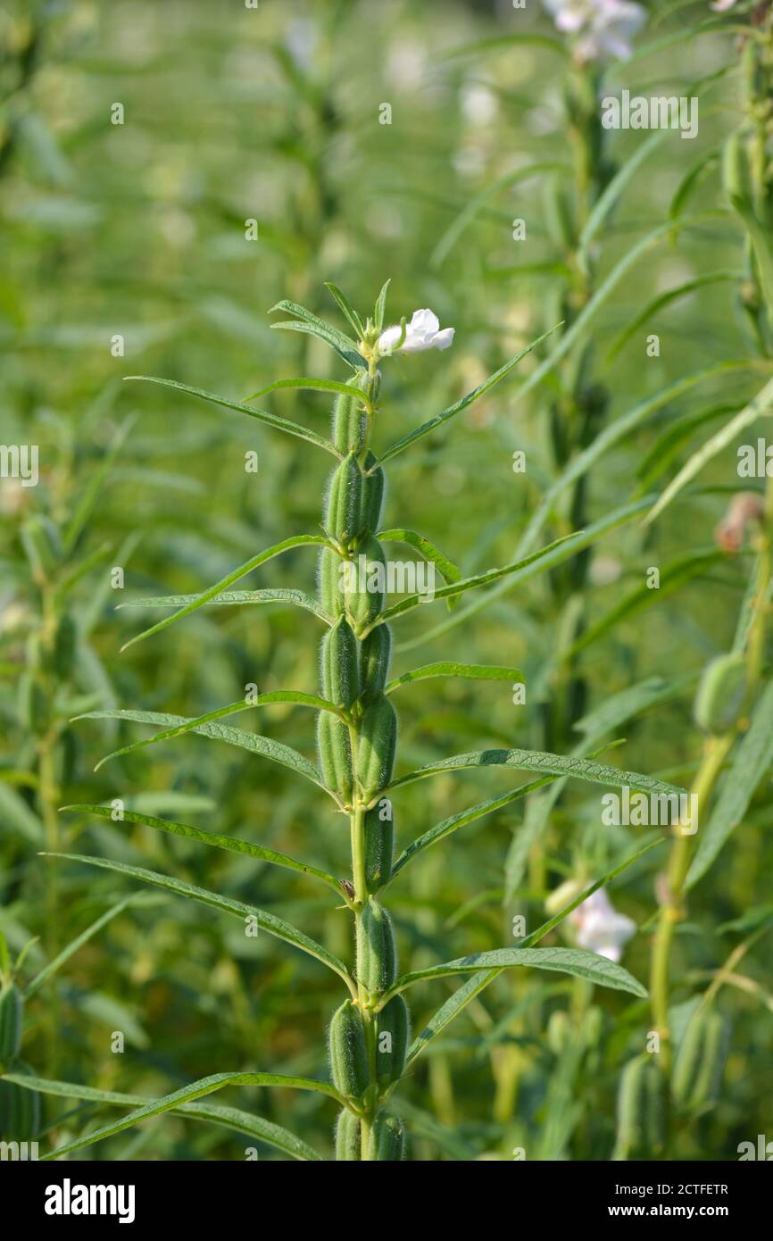 Sesame seed flower on tree in the field Stock Photo Alamy