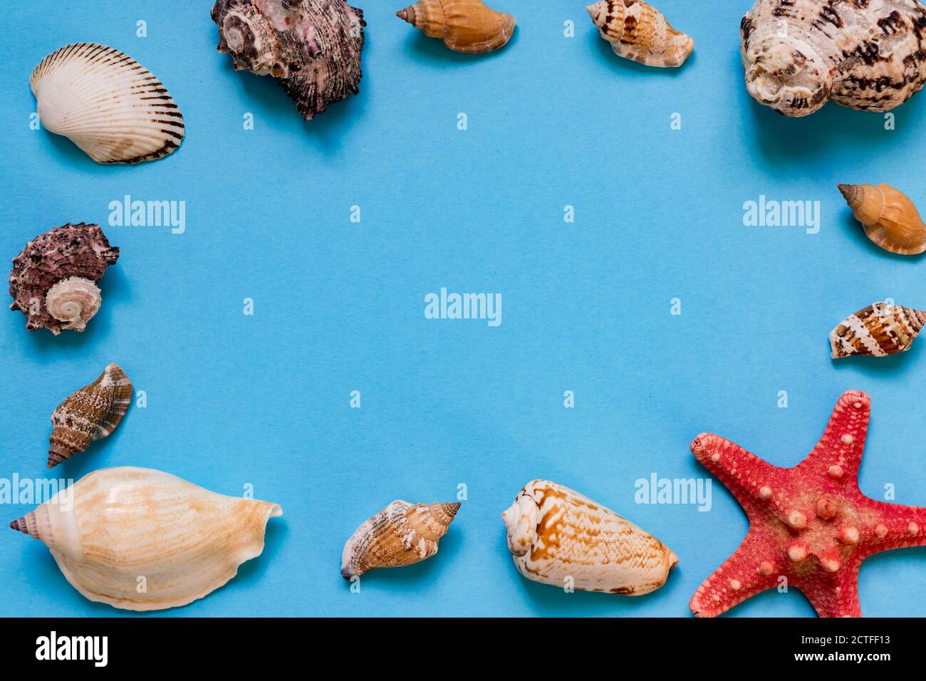 Sea shells and starfish on light blue background with copy space ...