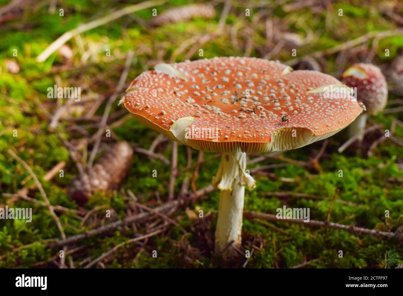 Beautiful toadstoll in the autumn forest. Stock Photo