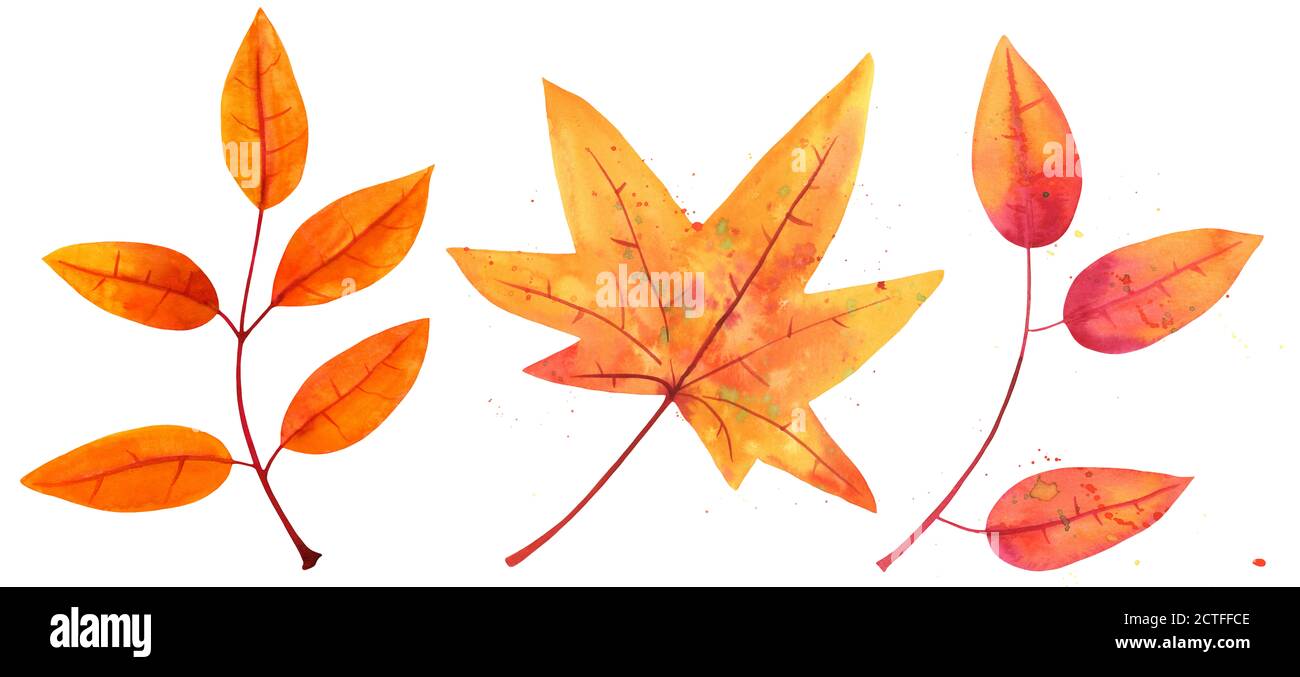 A collection of watercolor autumn branches and leaves, isolated on a ...