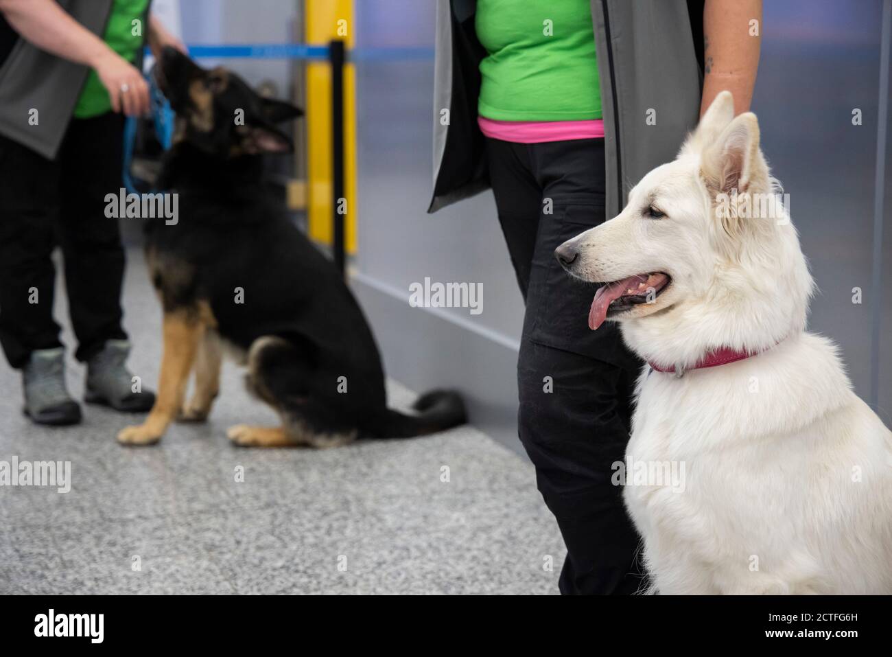 Helsinki. 22nd Sep, 2020. Photo taken on Sept. 22, 2020 shows COVID-19 sniffer dogs at a press conference held at Helsinki Vantaa International Airport in Finland. Four specially trained dogs demonstrated their ability to sniff COVID-19 in people even before showing symptoms during a press conference held at Helsinki Vantaa International Airport on Tuesday. The pilot project is scheduled to commence later this week. Credit: Matti Matikainen/Xinhua/Alamy Live News Stock Photo