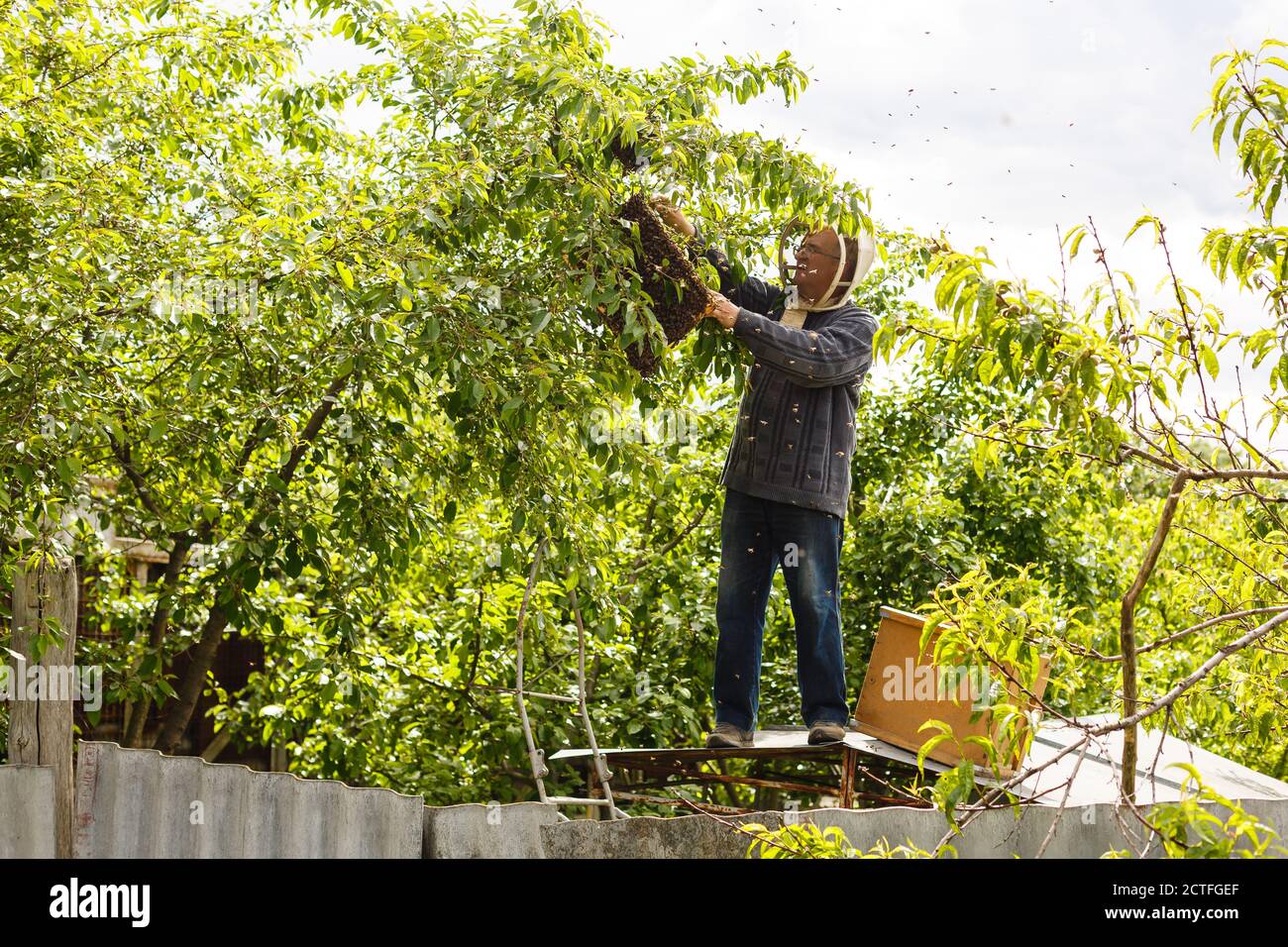 Wasp nest birch hires stock photography and images Alamy