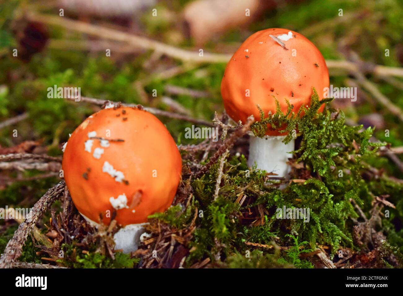 Red young toadstoll in the forest. Stock Photo
