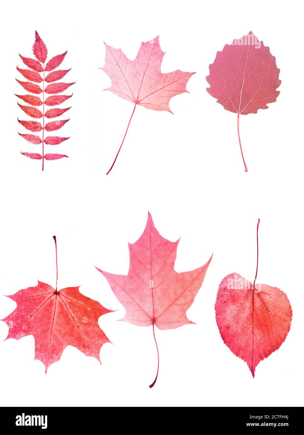 six red leaves isolated on white background. objects for design Stock ...