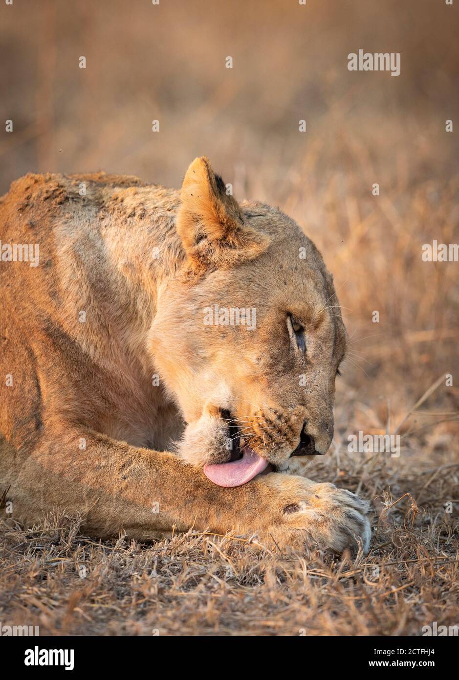 Vertical portrait of a lioness lying in dry grass and licking her paw in Kruger Park in South Africa Stock Photo
