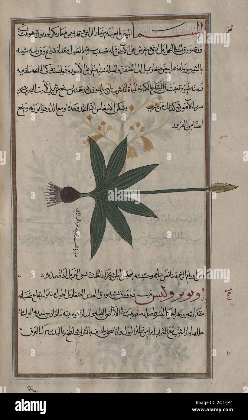 Water Plantain (Alisma plantago-aquatica), almismâ !, still image, 1889 - 1890, Mîrzâ Bâqir (fl. 19th c.), Dioscorides Pedanius, of Anazarbos Stock Photo