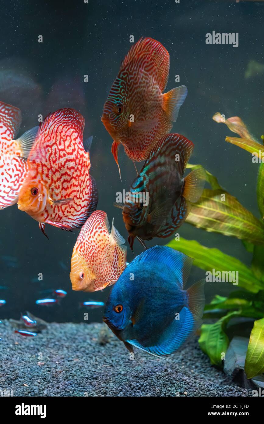 Colorful fish from the spieces Symphysodon discus in aquarium. Stock Photo