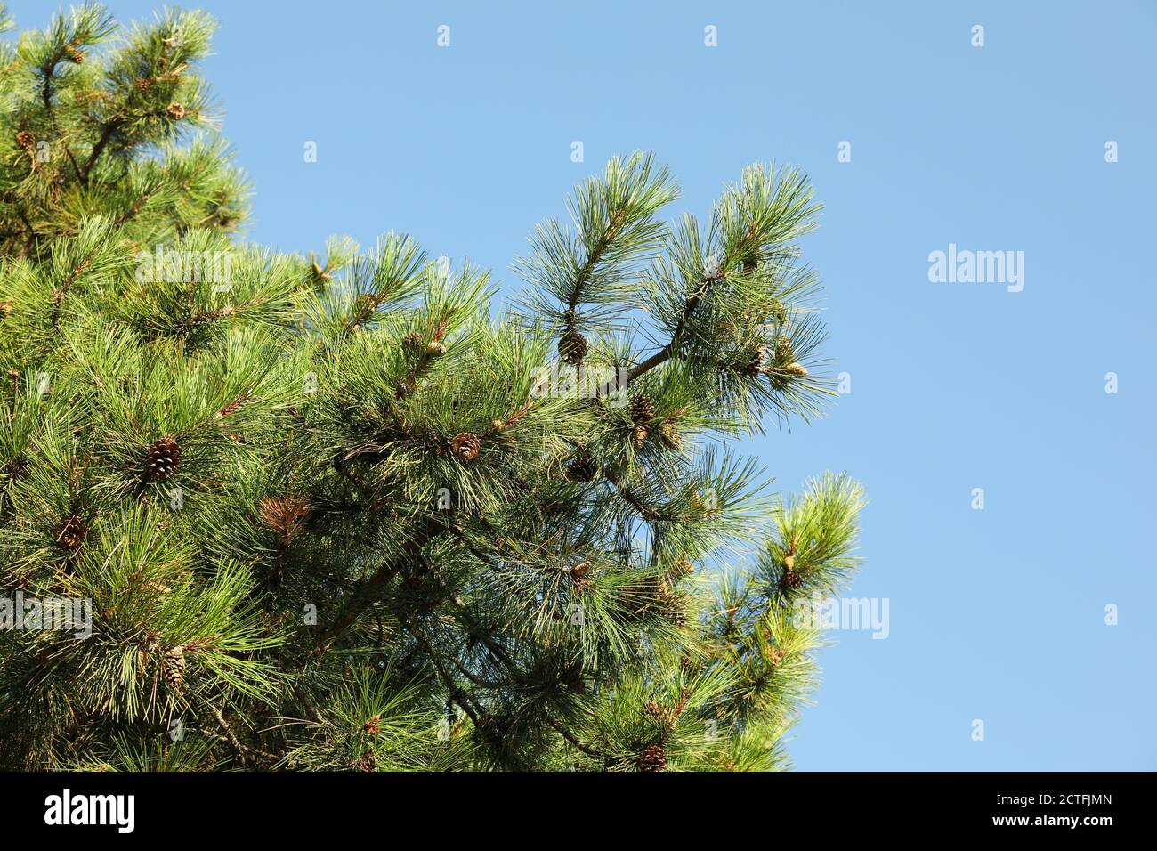 Beautiful pine tree against clear blue sky Stock Photo - Alamy