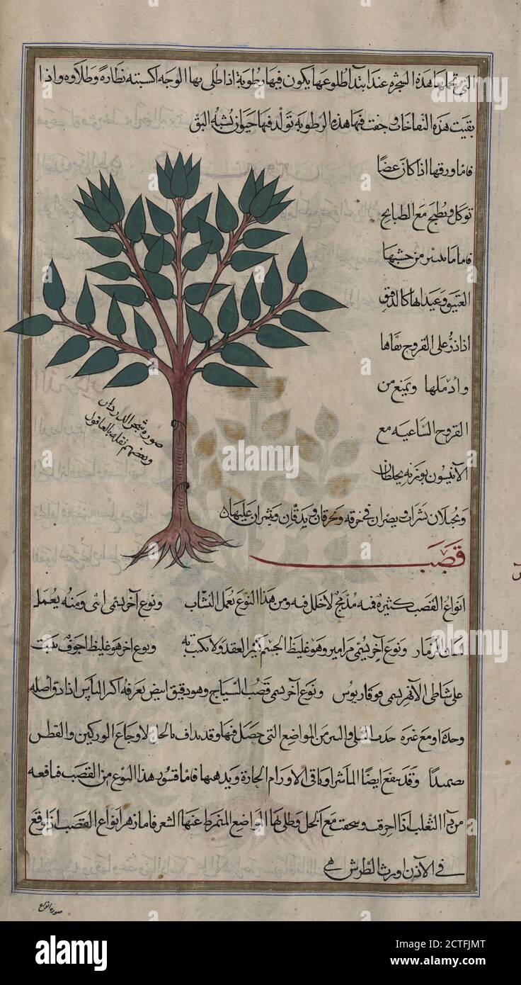 Elm tree (Ulmus campestris), al-dardâr, still image, 1889 - 1890, Mîrzâ Bâqir (fl. 19th c.), Dioscorides Pedanius, of Anazarbos Stock Photo