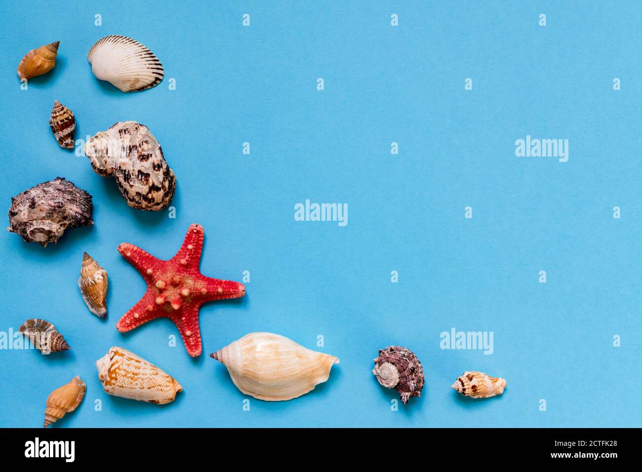 Sea shells and starfish on light blue background with copy space ...