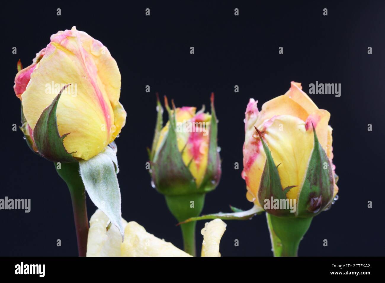 Rosiden rose hi-res stock photography and images - Alamy