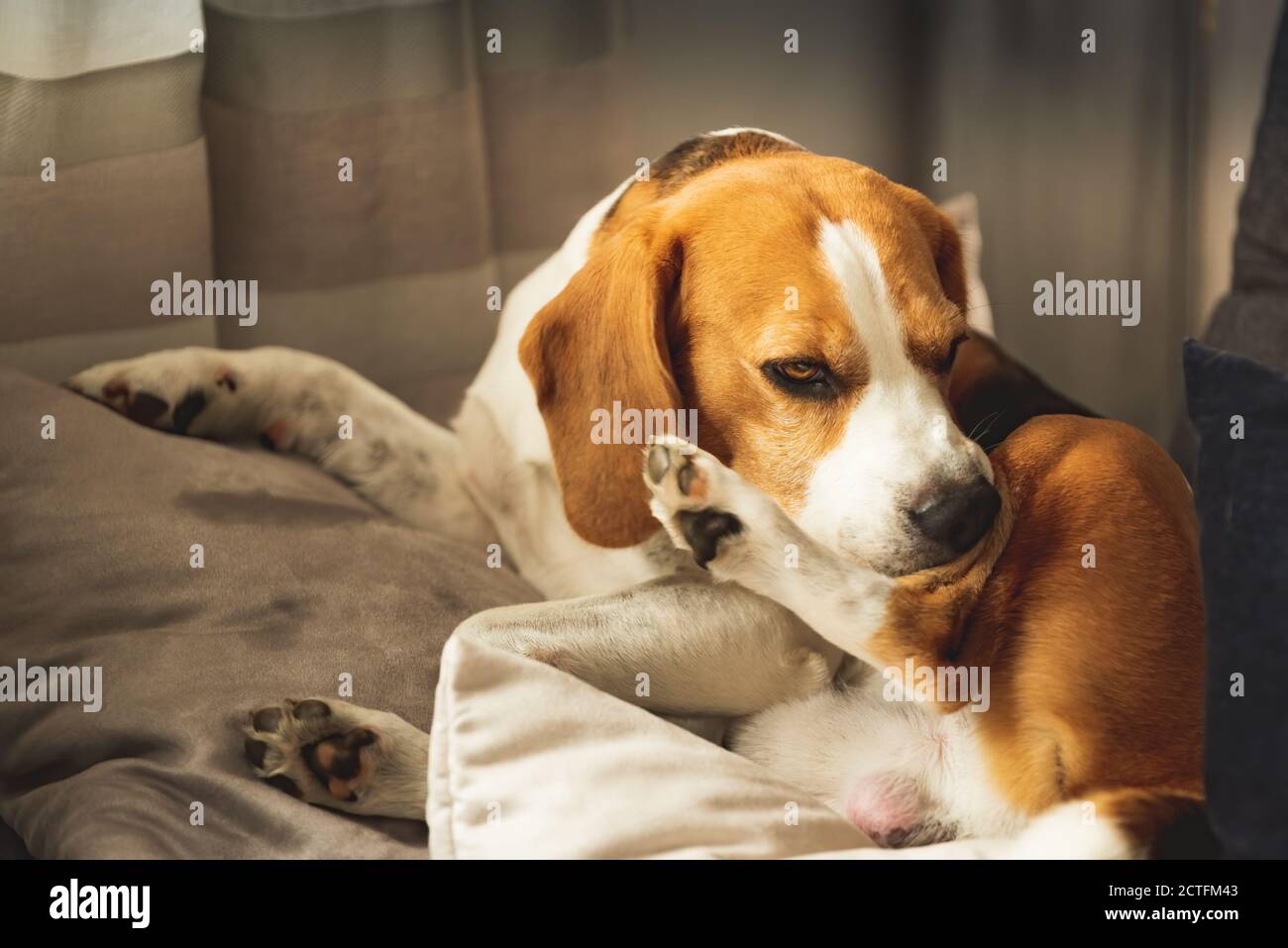 Beagle dog biting his itching skin on legs. Skin problem allergy reaction  Stock Photo - Alamy