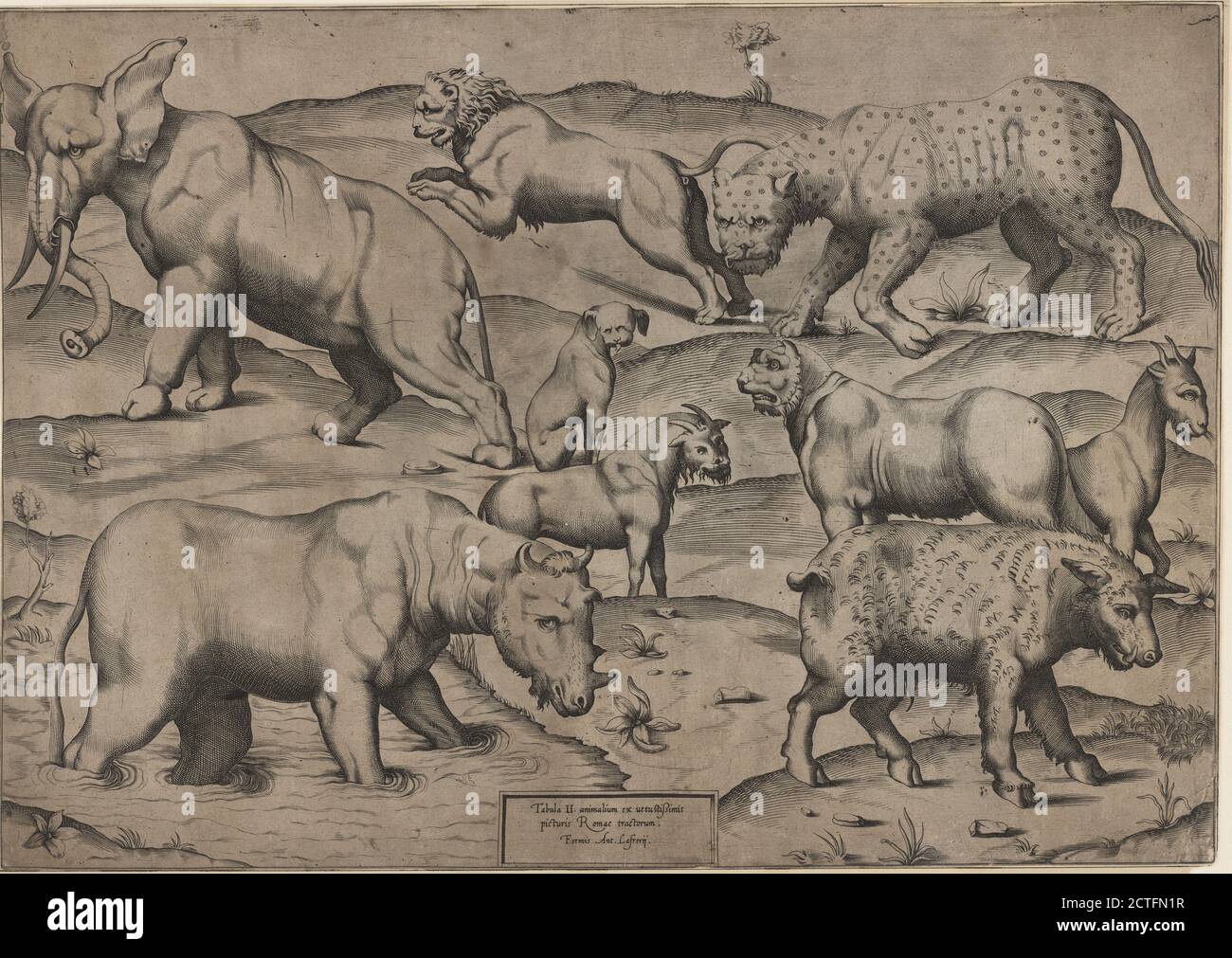 (from: Ex veteri hypocausto reperto. Tre Tavole di diversi animali pigliate da pitture antiche), still image, Prints, 1501 - 1600, Anonymous Stock Photo