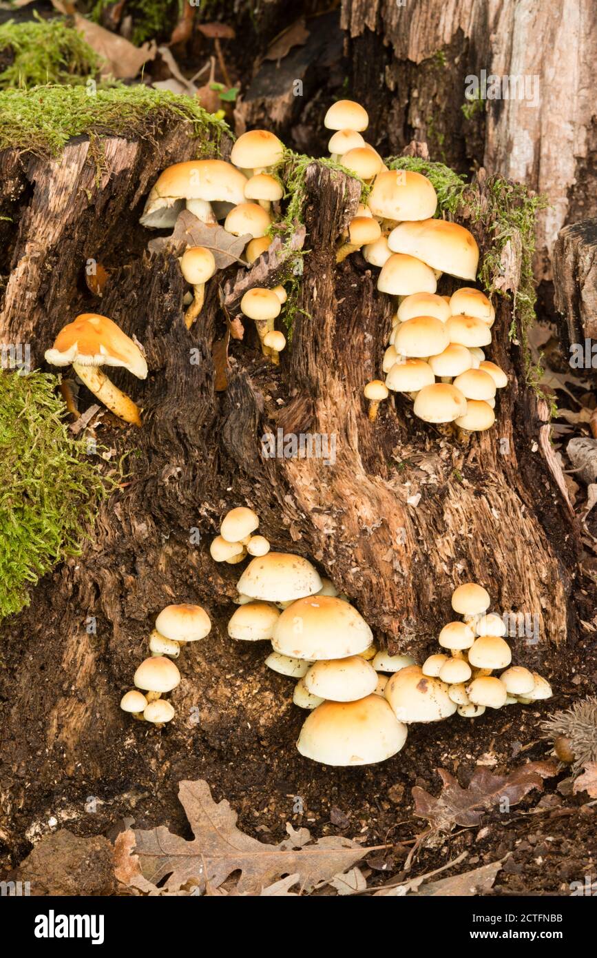 Family of orange mushrooms growing on a tree stump Stock Photo - Alamy