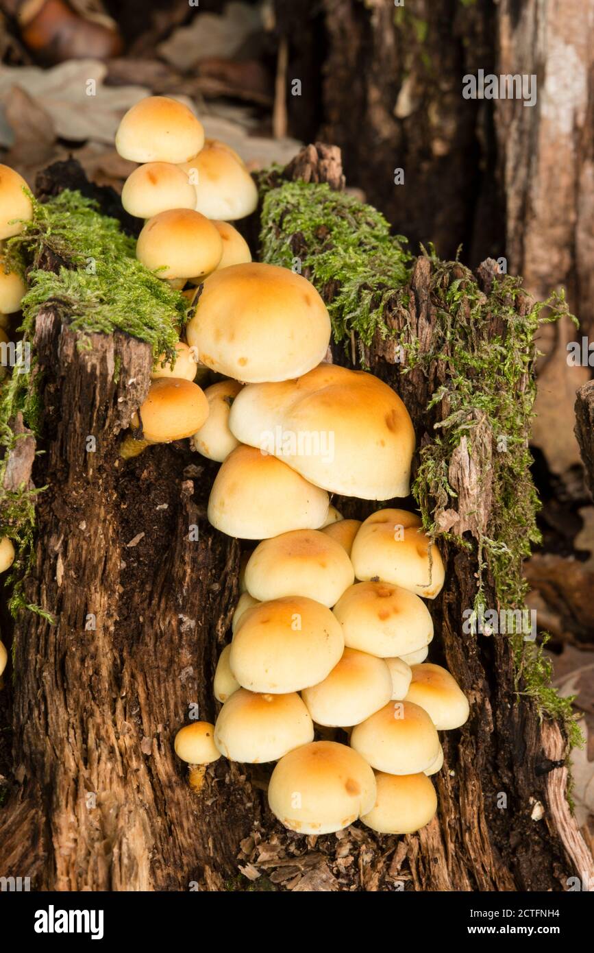 Family of orange mushrooms growing on a tree stump Stock Photo - Alamy