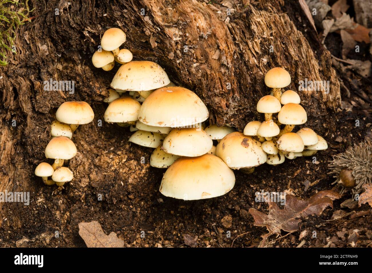 Family of orange mushrooms growing on a tree stump Stock Photo Alamy