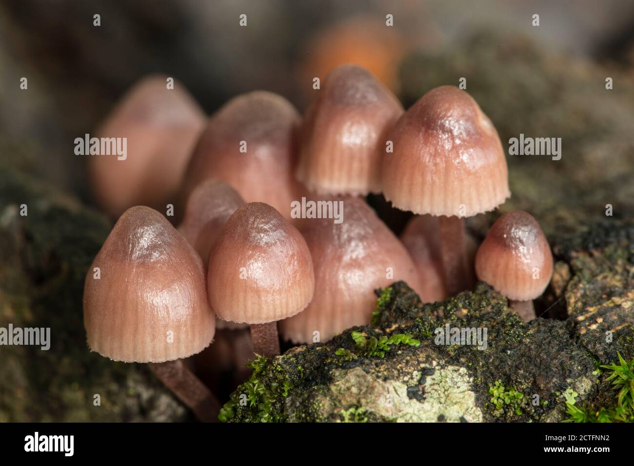 Family of orange mushrooms growing on a tree stump Stock Photo - Alamy