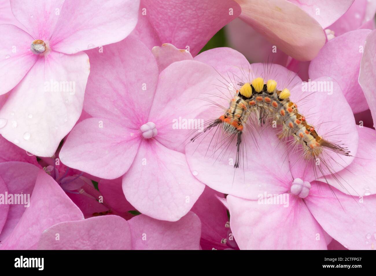 Caterpillar of Orgyia antiqua, the rusty tussock moth or vapourer. Stock Photo