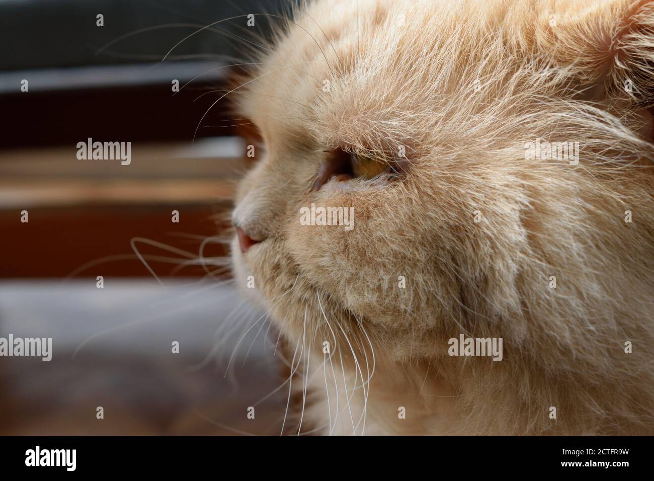 Rescue Cat with Swollen Gums from Gum Disease Stock Photo Alamy