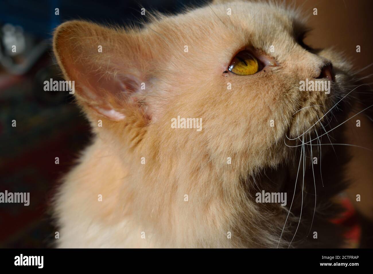 Rescue Cat with Swollen Gums from Gum Disease Stock Photo Alamy