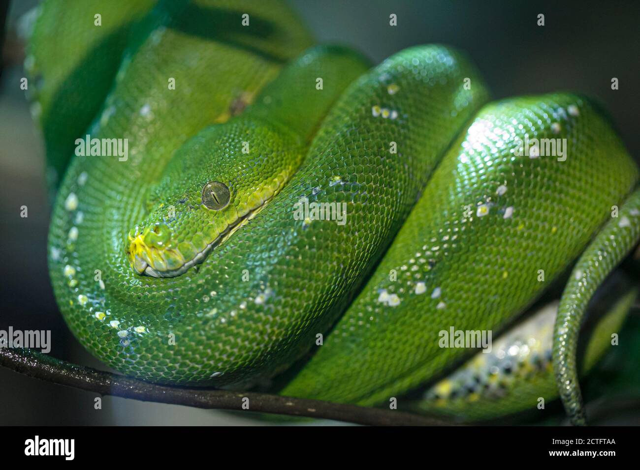 emerald tree boa or simply emerald tree boa Corallus caninus rolled up on branch. High quality photo Stock Photo