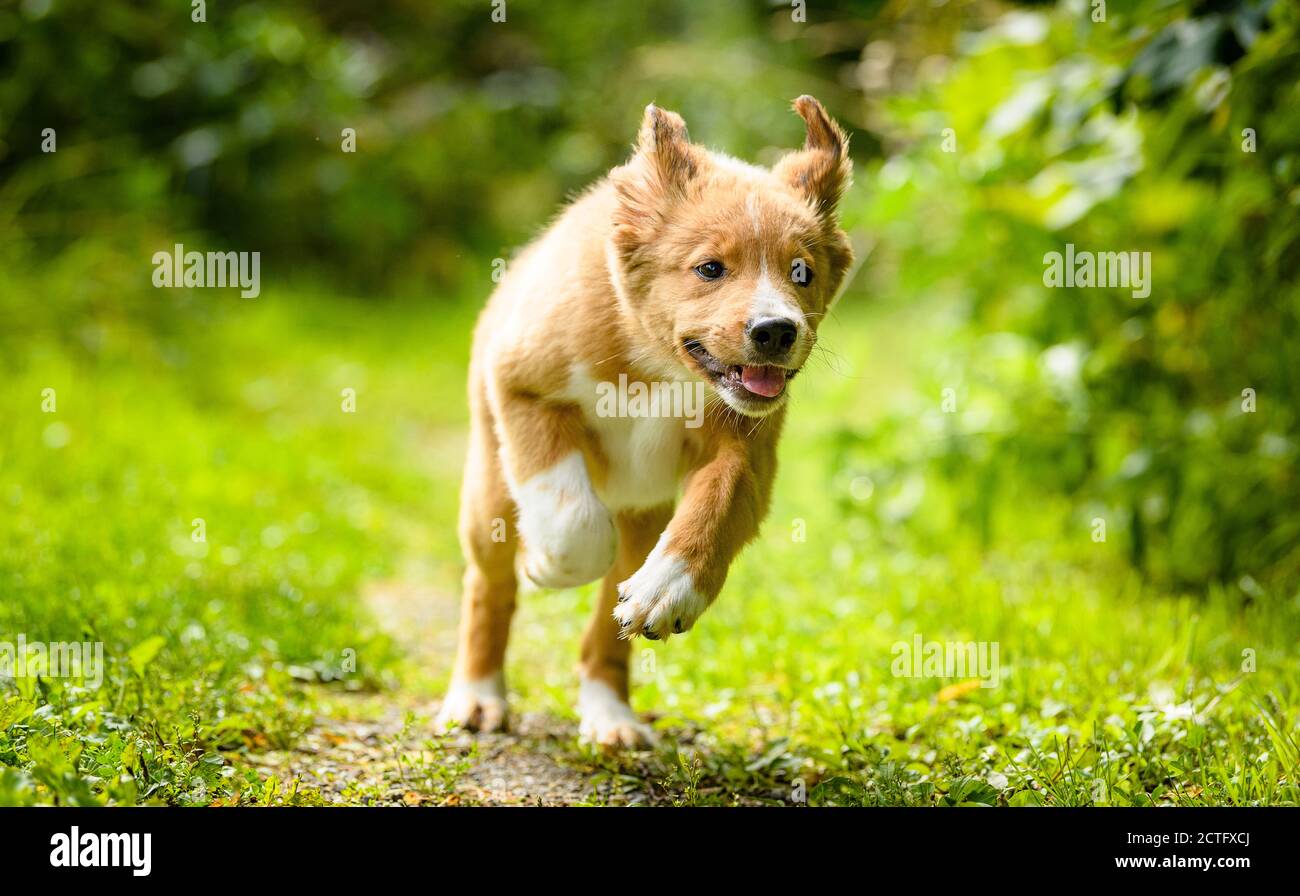 Cute bordertoller mix breed puppy border collie and toller Stock