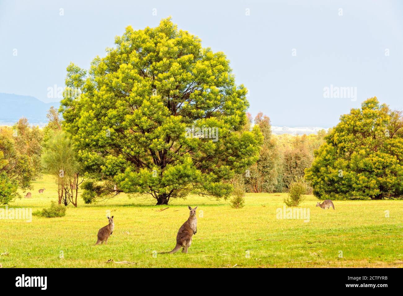 Eastern-grey kangaroos around Halls Gap - Grampians, Victoria, Australia Stock Photo