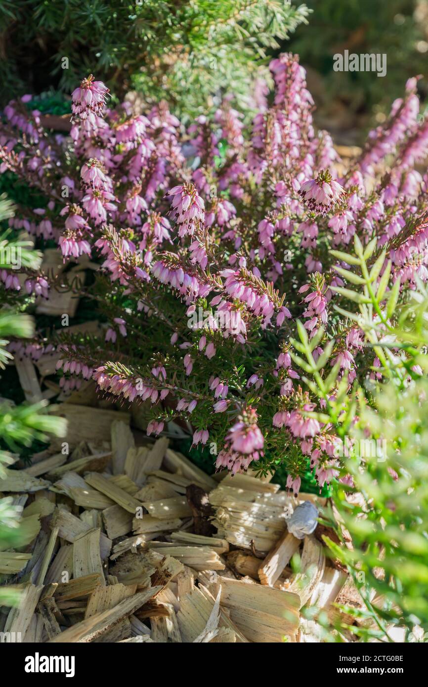 Erica darleyensis - one of the first spring plants. Pink heather flowers backgrpund Stock Photo