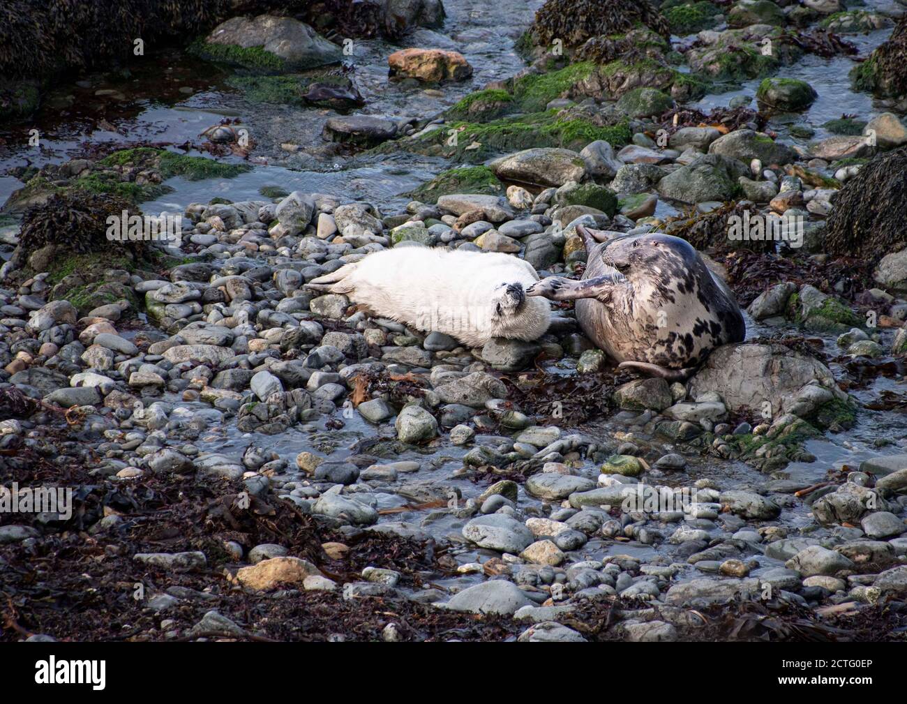 Atlantic  grey  seal  and  pup  Pembrokshire coastal path Stock Photo