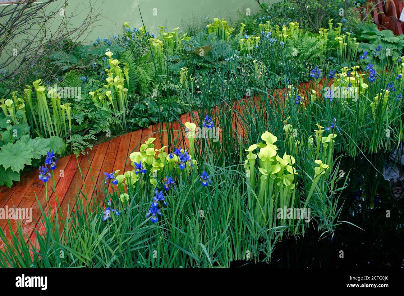 A water garden celebrating one of the world's fragile habitats growing Carex trifida, Sarrracenia plants Stock Photo