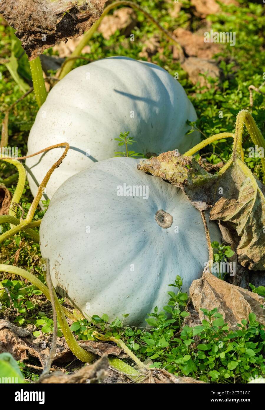 Cucurbita Pepo 'Crown Prince'. Silver-blue skinned pumpkin 'Crown Prince' growing in a vegetable patch. Squash 'Crown Prince'. Stock Photo