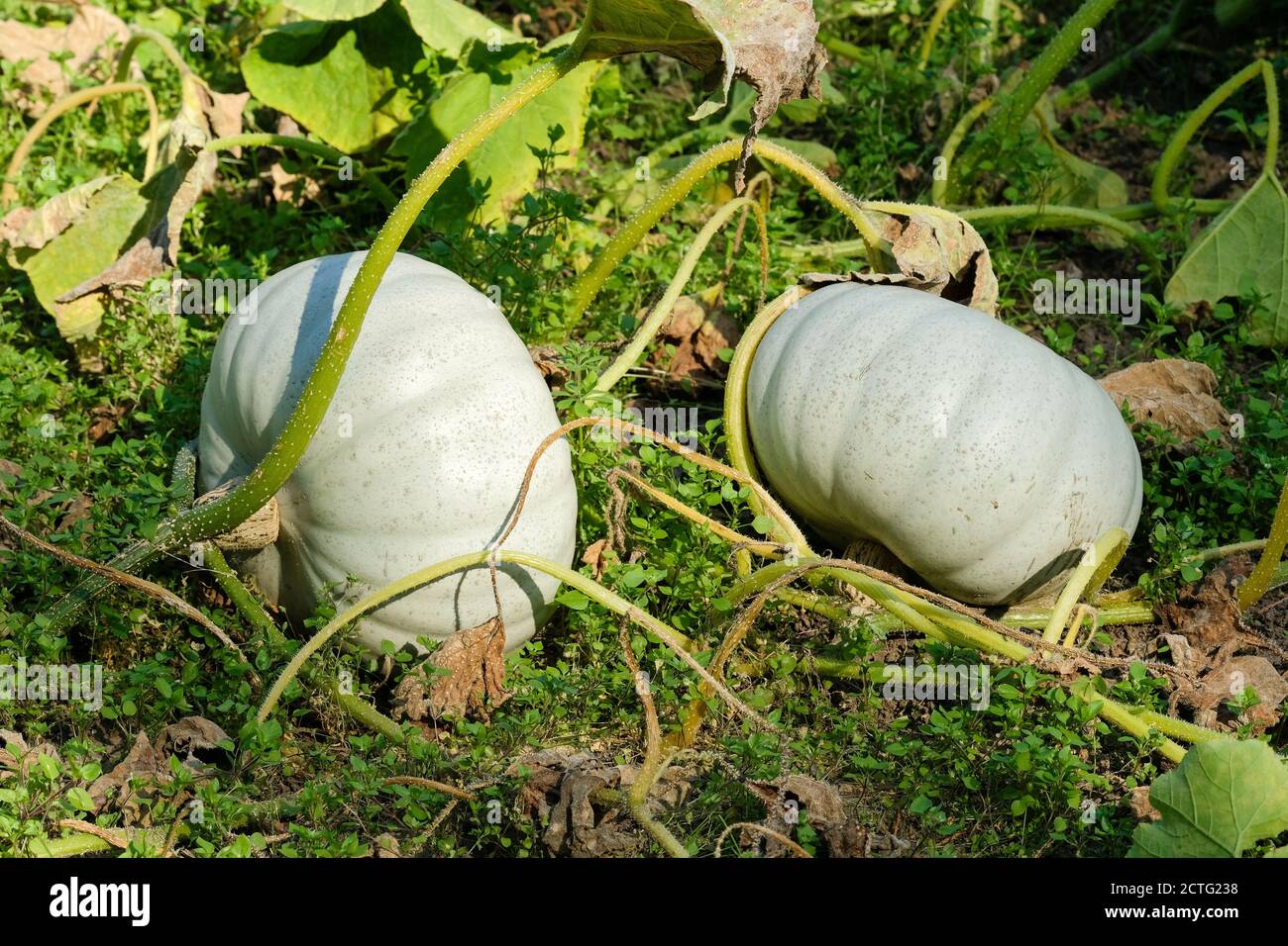 Cucurbita Pepo 'Crown Prince'. Silver-blue skinned pumpkin 'Crown Prince' growing in a vegetable patch. Squash 'Crown Prince'. Stock Photo