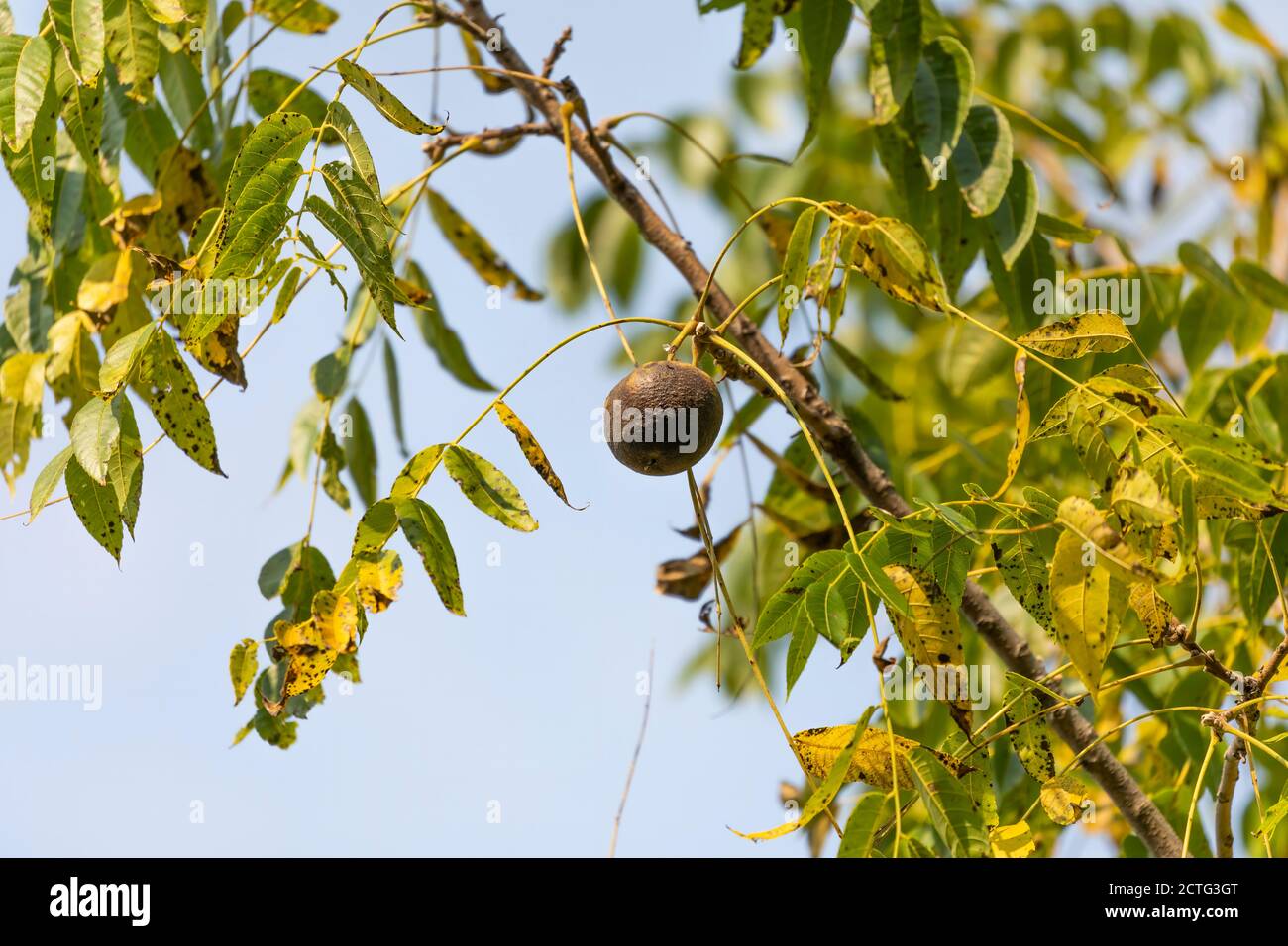 The eastern American black walnut. North American native plant Stock