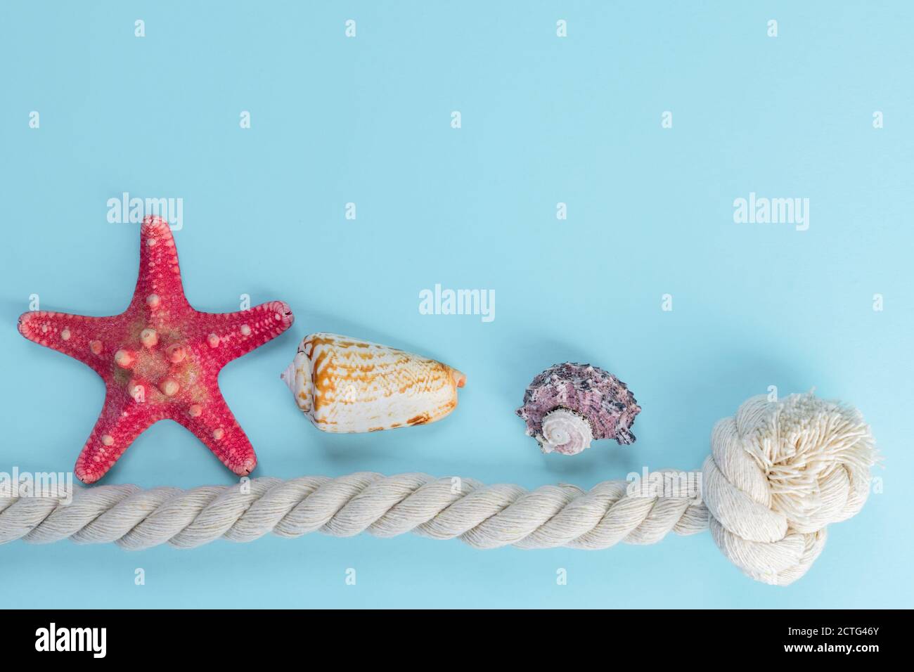 Sea shells and starfish on light blue background with copy space ...