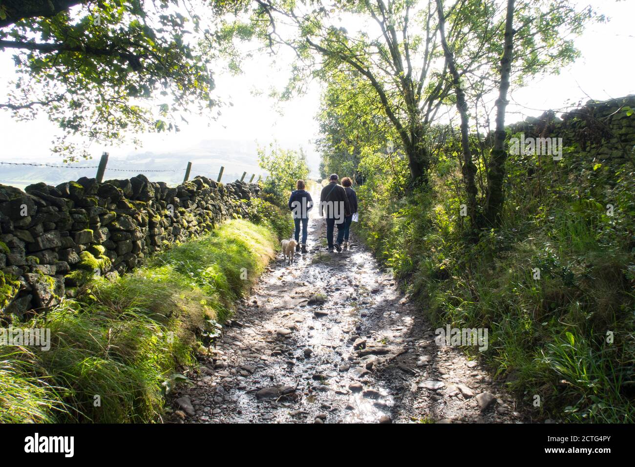 Three people walking down a rocky farm track lined with a drystone wall and trees in the Peak District with a dog on a summers day Stock Photo