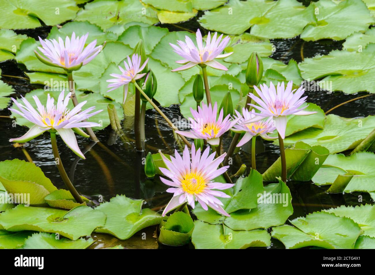 Fijian water lily pond hires stock photography and images Alamy