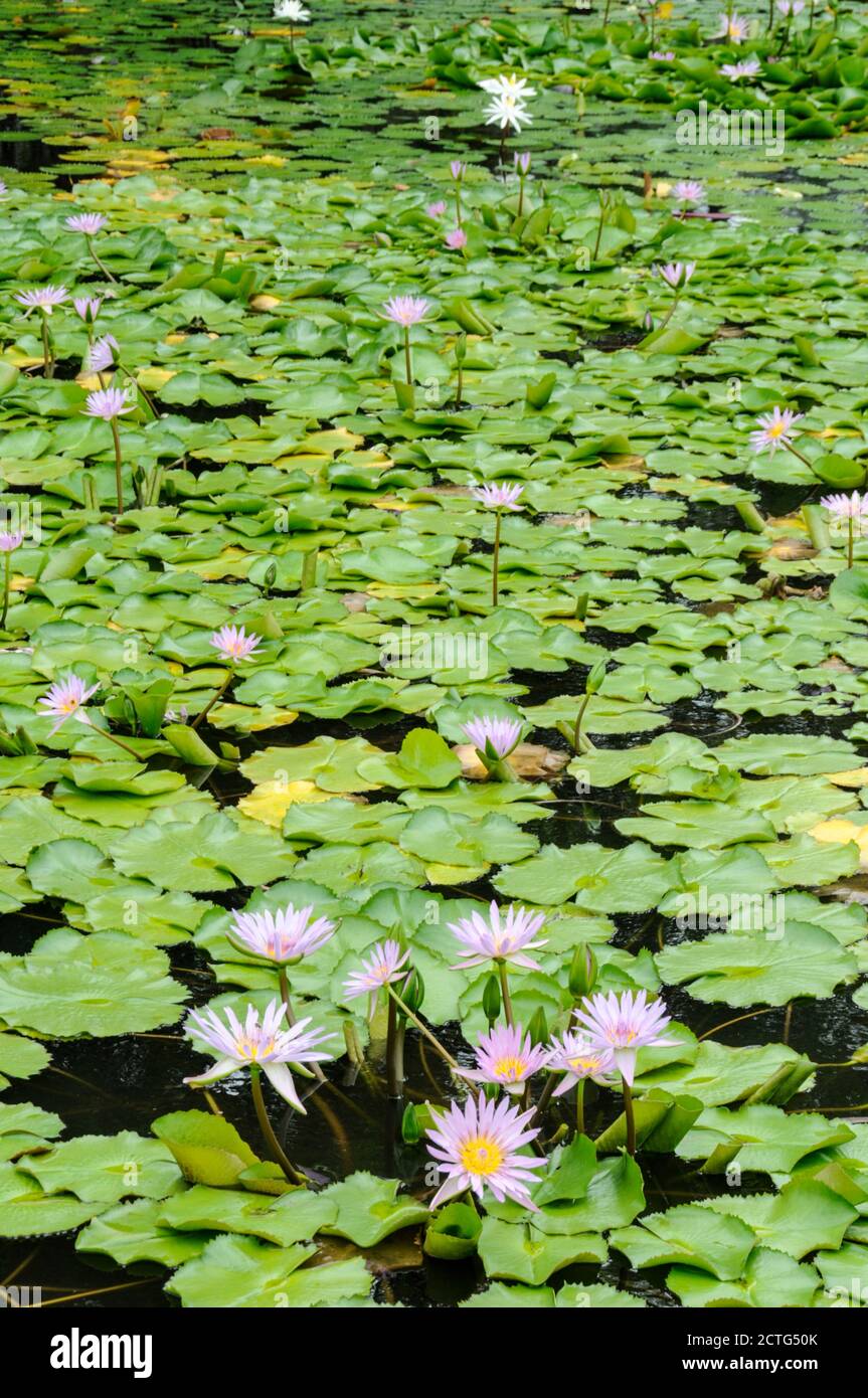 Fijian water lily pond hires stock photography and images Alamy