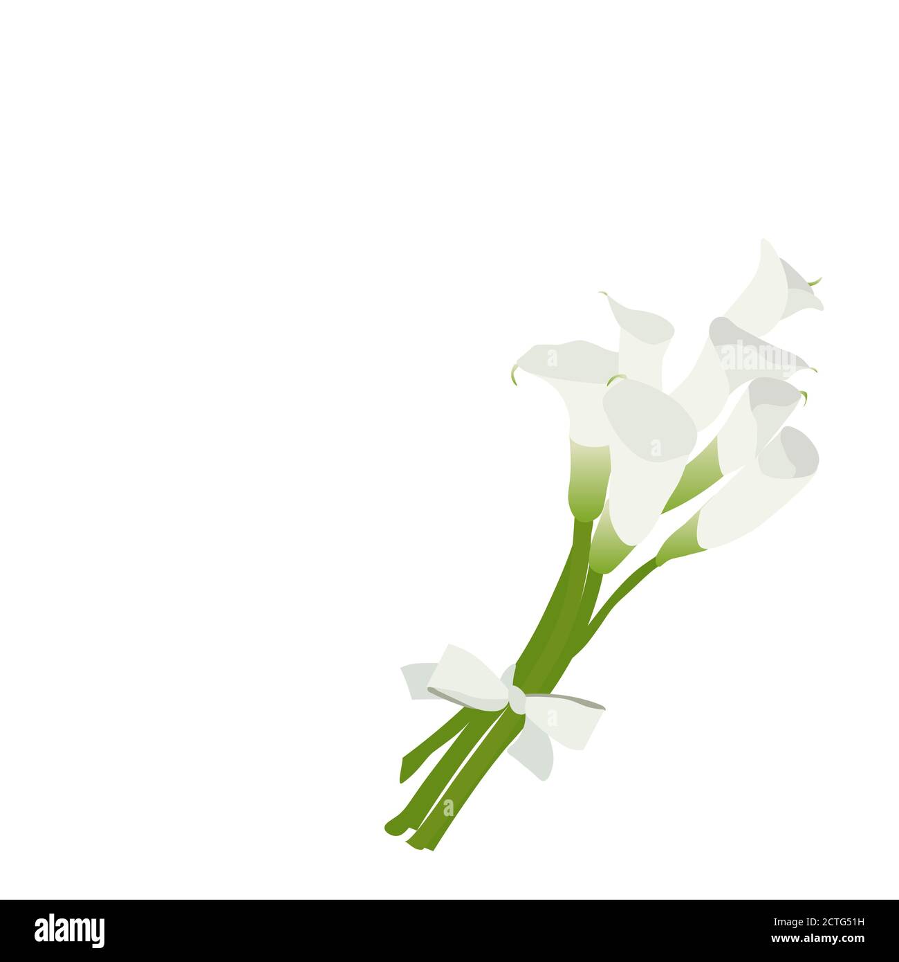 Bouquet of white calla lilies with white silk bow isolated on white background. Card with wedding bouquet for wedding decoration. Stock Vector