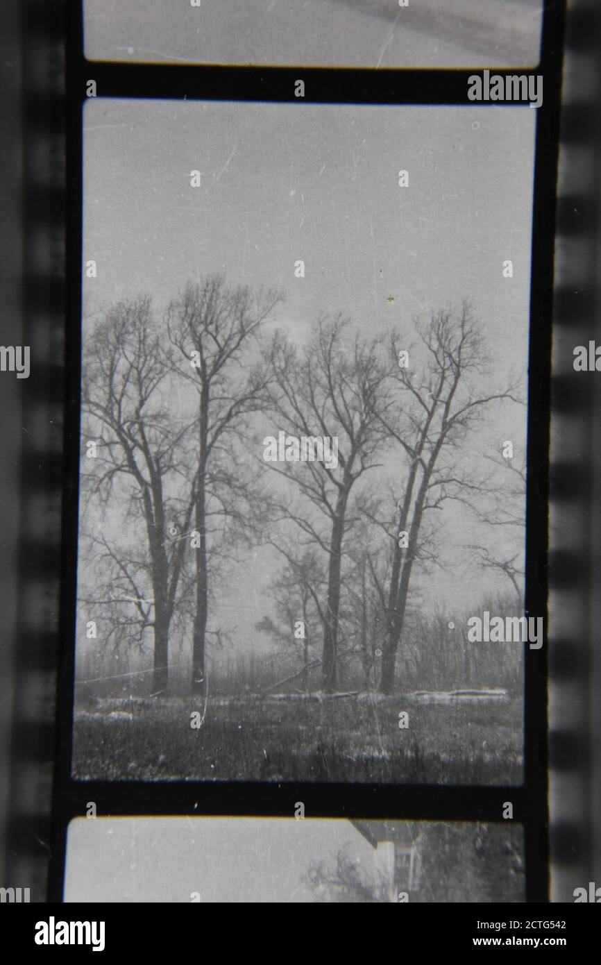 Fine 1970s vintage black and white photography of trees growing in the ...