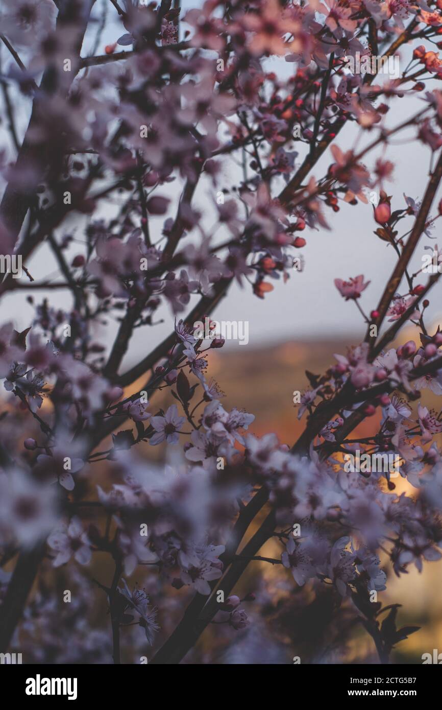 Spring flowers, blossom, nature Stock Photo