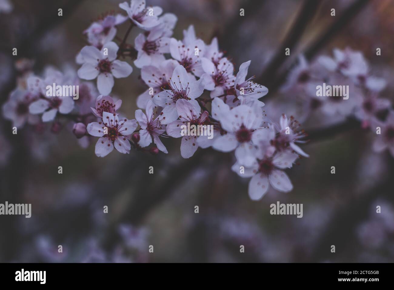 Spring flowers, blossom, nature Stock Photo