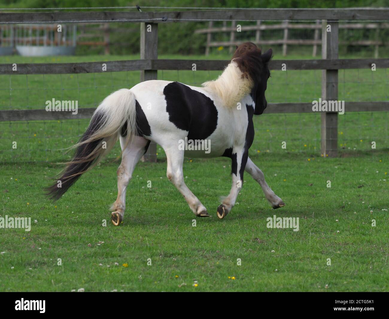 A young black and white miniature shetland pony plays in a paddock. Stock Photo