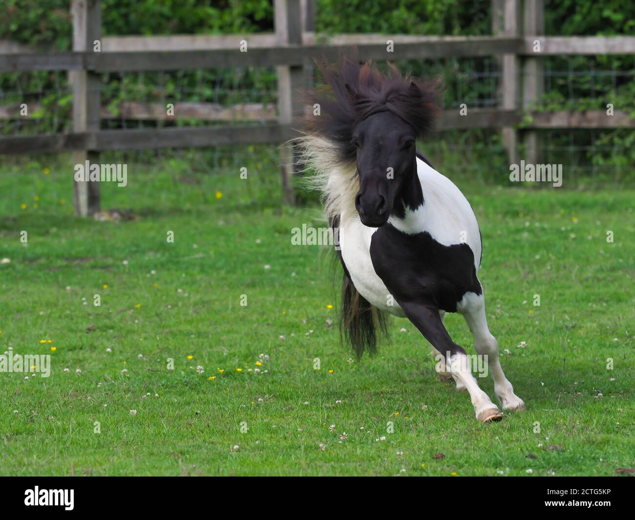 A young black and white miniature shetland pony plays in a paddock. Stock Photo