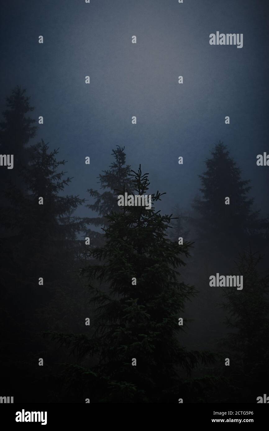 Misty forest, fog, mystery darkness Stock Photo
