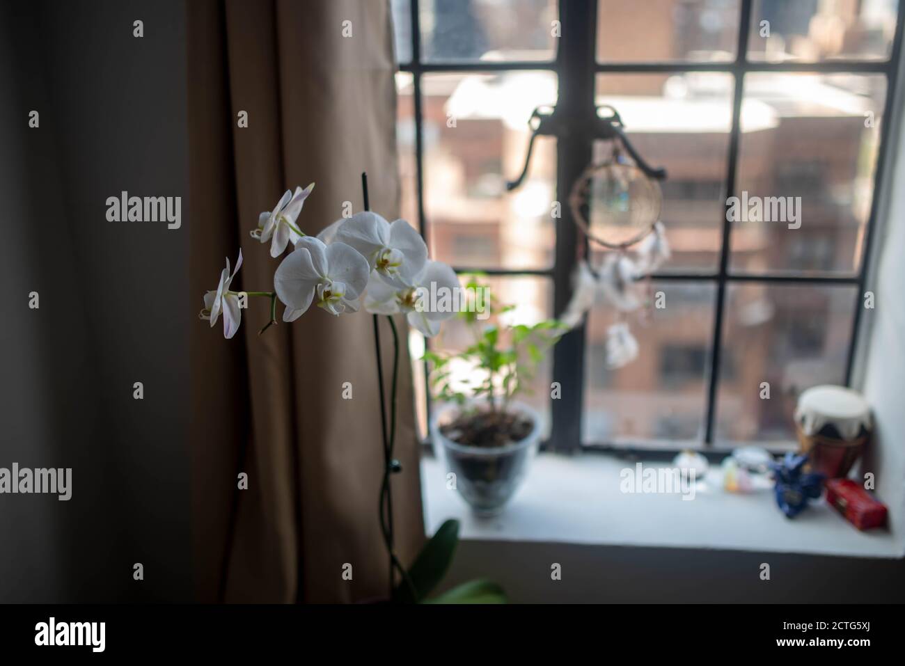 White orchids open elegantly on apartment window sill Stock Photo